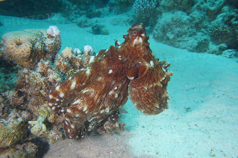 Great Blue Octopus (Octopus cyaneus), Dive Site House Reef, Mangrove Bay, El Quesir, Red Sea, Egypt, Africa