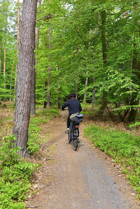 Woman riding a bicycle in the beech (Fagus) forest in the primeval forest on the Darß peninsula, Germany, Europe