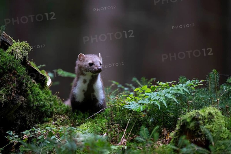Beech marten (Martes foina), Bitburg, Rhineland-Palatinate, Germany, Europe