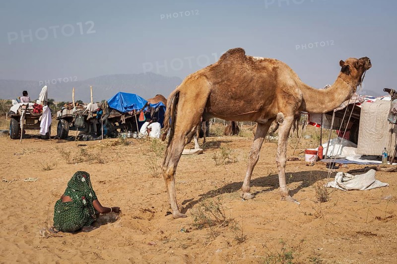 PUSHKAR, INDIA, NOVEMBER 20, 2012: Indian woman collecting camel camel dung for fire fuel at Pushkar camel fair (Pushkar Mela), annual five-day camel and livestock fair, one of the world's largest camel fairs and tourist attraction