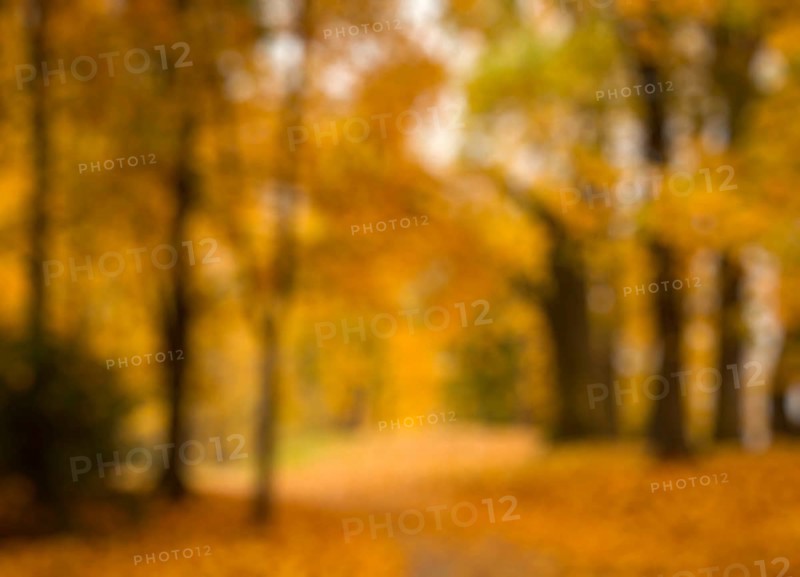 Defocused blurred autum background, valley in fall with yellow tree leaves