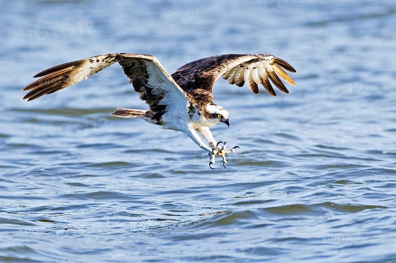 Western osprey (Pandion haliaetus) catches fish, Lake Malchin, Mecklenburg-Western Pomerania, Germany, Europe