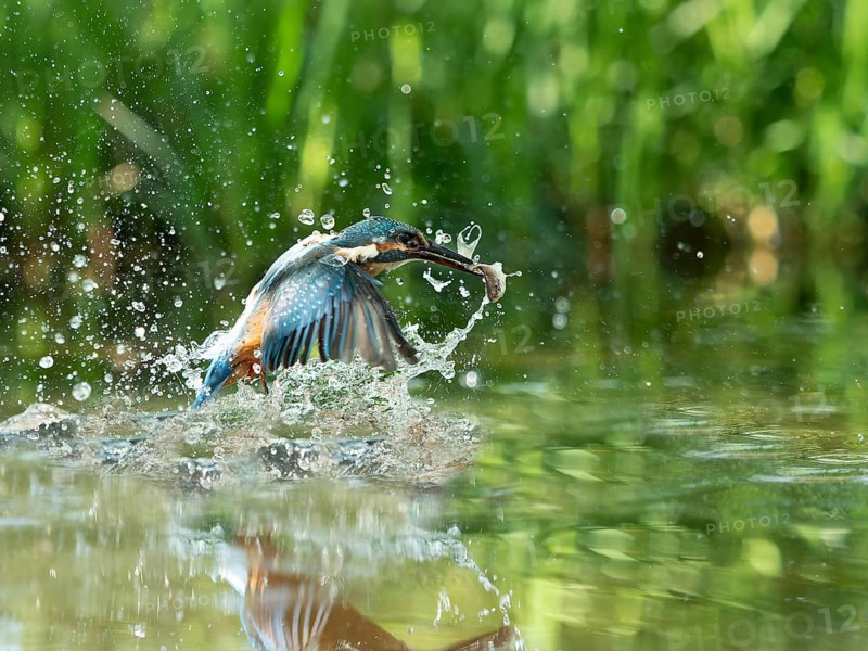 Common kingfisher (Alcedo atthis) fishing kingfisher flies up out of the water after hunting with the fish, North Rhine-Westphalia, Germany, Europe