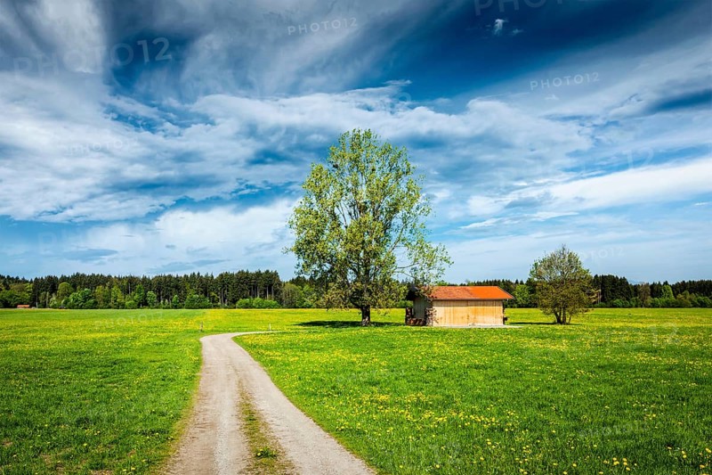 Parstoral European scene, rural road in summer meadow, tree and wooden shed. Bavaria, Germany, Europe