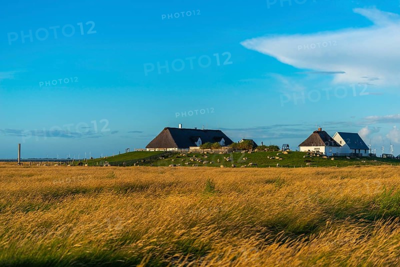Hamburger Hallig, Reußenköge, North Frisia, dwelling mound, reed houses, grasses, sheep, evening light, blue sky, Schleswig-Holstein, North Germany, Germany, Europe