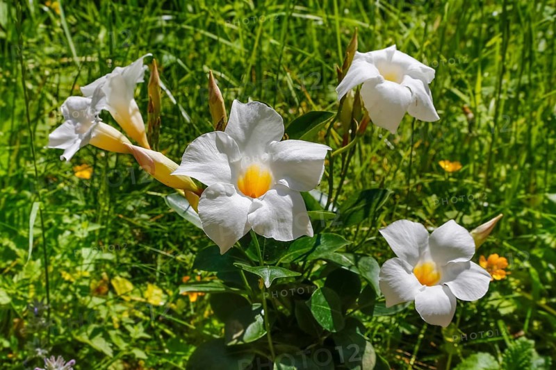 (Dipladenia), funnel flower false jasmine, white flowers, climbing plant, garden, flowers, green leaves, balcony flowers, Germany, Europe