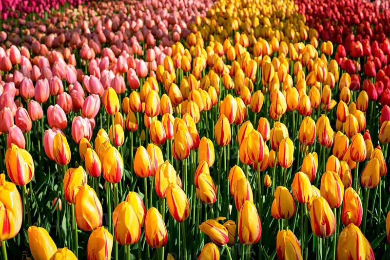 Blooming red tulips flowerbed in Keukenhof flower garden, also known as the Garden of Europe, one of the world largest flower gardens and popular tourist attraction. Lisse, the Netherlands