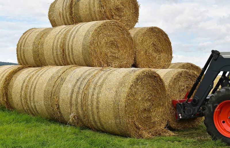 Straw bales are stacked with a wheel loader, Schleswig-Holstein, Germany, Europe