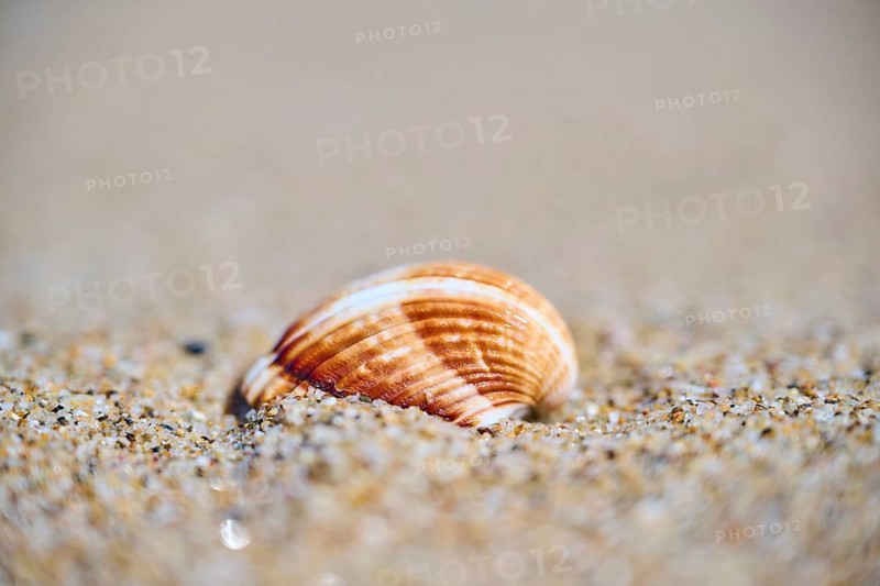 Common cockle (Cerastoderma edule) shell lying in the sand on a beach, near Tarragona, Catalonia, Spain, Europe
