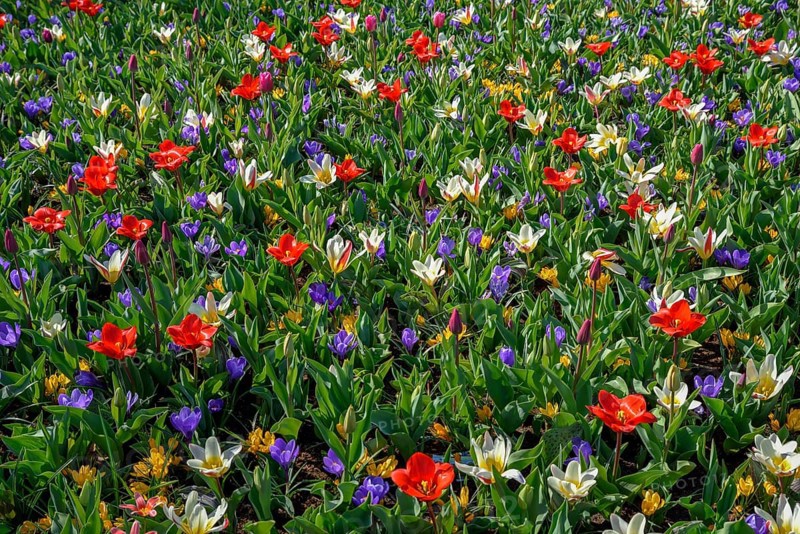 Flower splendour with colourful Tulips (Tulipa) and Crocus (Crocus) in spring, Keukenhof, Lisse, Province South Holland, Netherlands