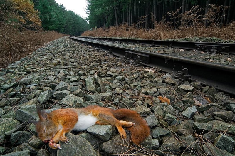 Squirrel, Squirrel cat, Rodents, Mammals, Animals, Eurasian red eurasian red squirrel (Sciurus vulgaris) killed by train lying dead on railway verge beside railroad tracks