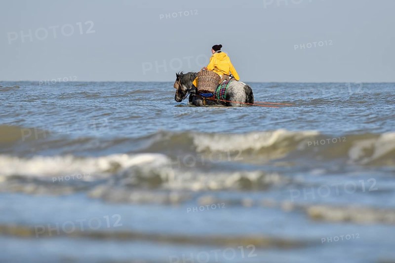 Horse fishermen with his trawl net catching Brown shrimp (Crangon crangon), Koksijde, North Sea coast, province of West Flanders, Belgium, Europe