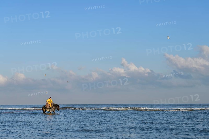 Horse fishermen catching Brown shrimp (Crangon crangon), Koksijde, North Sea coast, province of West Flanders, Belgium, Europe