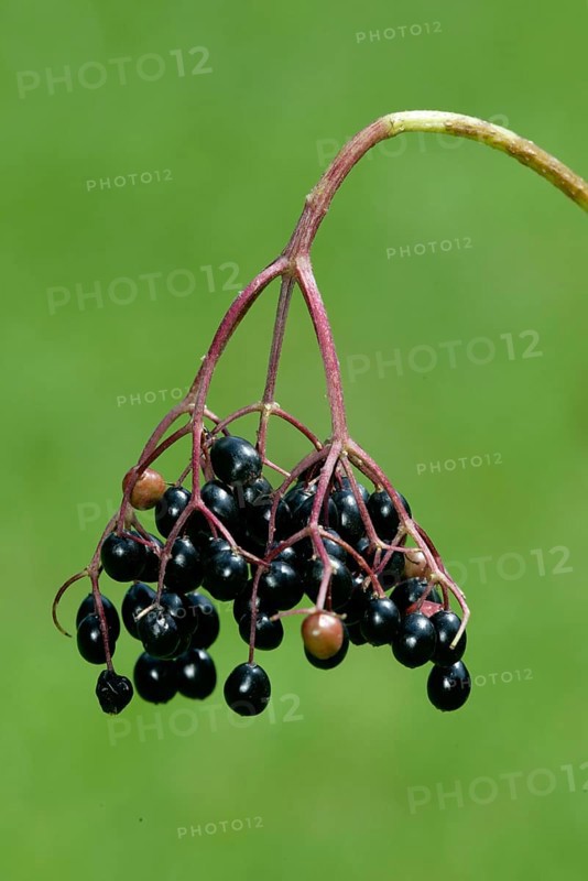 Elderberries, Germany, black elderberries, Europe, plants, honeysuckle family, Caprifoliaceae, vertical, fruit, berry, Europe