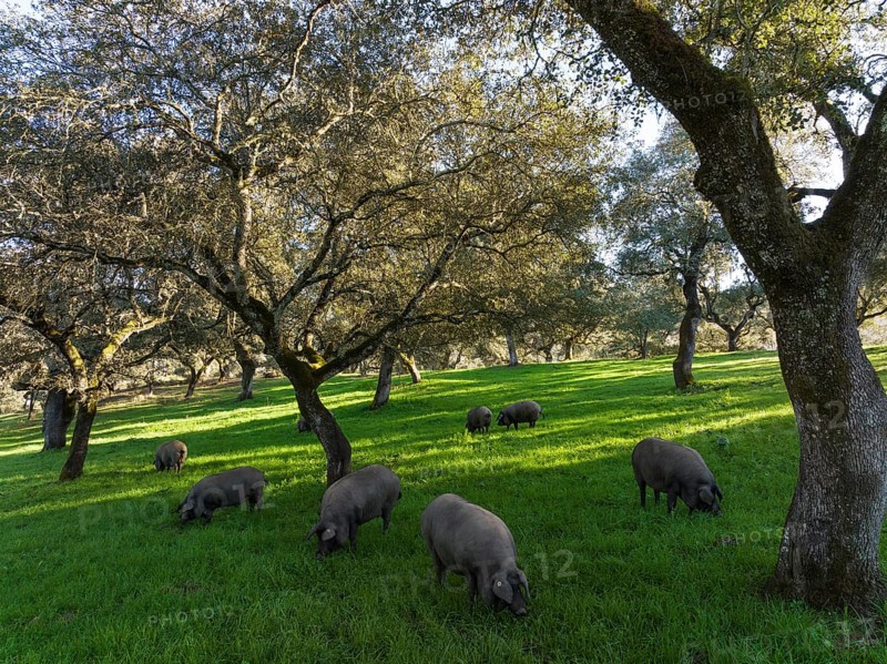 Grazing pigs and holm oaks (Quercus ilex) in the Sierra de Aracena, aerial view, drone shot, Huelva province, Andalusia, Spain, Europe
