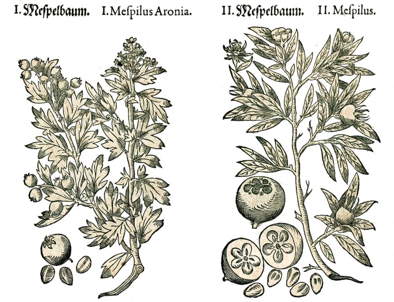 Mispel, Echte Mispel (Mespilus germanica) or Gemeine Mispel, Mespelbaum, Historic, digitally restored reproduction of a 19th century original, exact date unknown