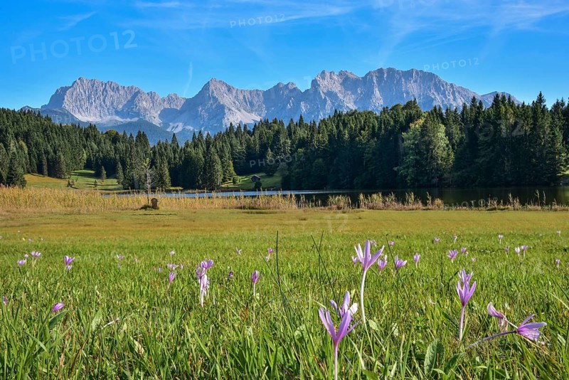 Flowers of the autumn fireweed (Colchicum autumnale) on a mountain meadow at Geroldsee in Werdenfelser Land near Garmisch-Partenkirchen, with the Karwendel Mountains in the background, Bavaria, Germany, Europe