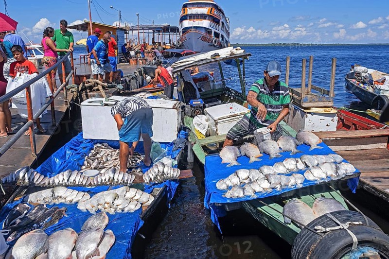Fishermen selling piranhas and other fishes from fishing boats in the harbour, port on the Rio Negro at Manaus, Amazonas, Brazil, South America