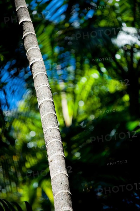 Trunk of a palm tree, palm tree, tree trunk, flora, vegetation, exotic, plant, tree, jungle, rainforest, Queensland, Australia, Oceania