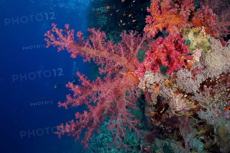 Hemprich's tree coral (Dendronephthya hemprichi), dive site Habili Jaffa, St Johns Reef, Saint Johns, Red Sea, Egypt, Africa