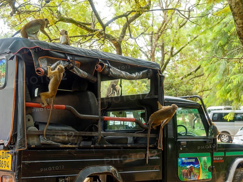 Monkeys attack a safari off-road vehicle, Sri Lanka, Asia
