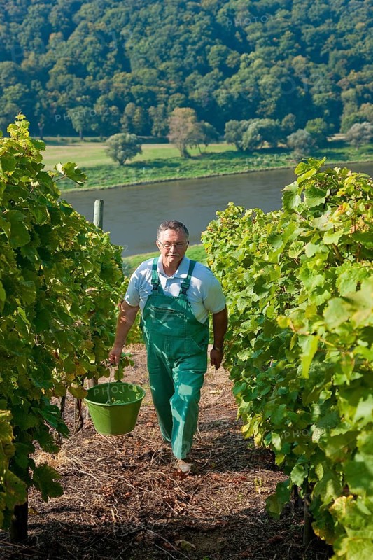 Not far from the Boselspitze, leaning towards the Elbe, is the vineyard known as the Rote Presse . The ochre-coloured vineyard cottage with its pointed roof, also known as the Swallow's Nest, is visible from afar