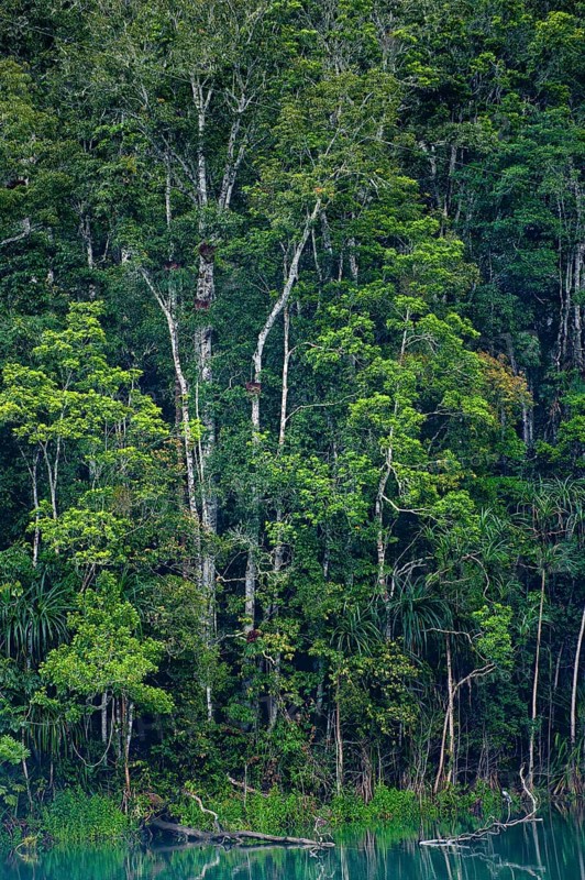 Australian jungle, rainforest with crater lake Lake Eacham, Atherton tablelands, Cairns, Queensland, Australia, Oceania