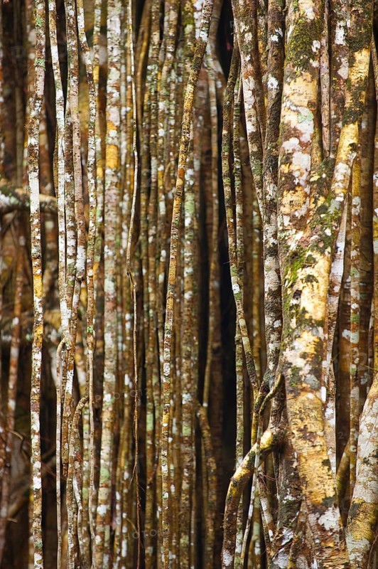Structure, pattern, deposits, patina, art, nature, nature art on tropical tree, rainforest, climate, Australia, Oceania