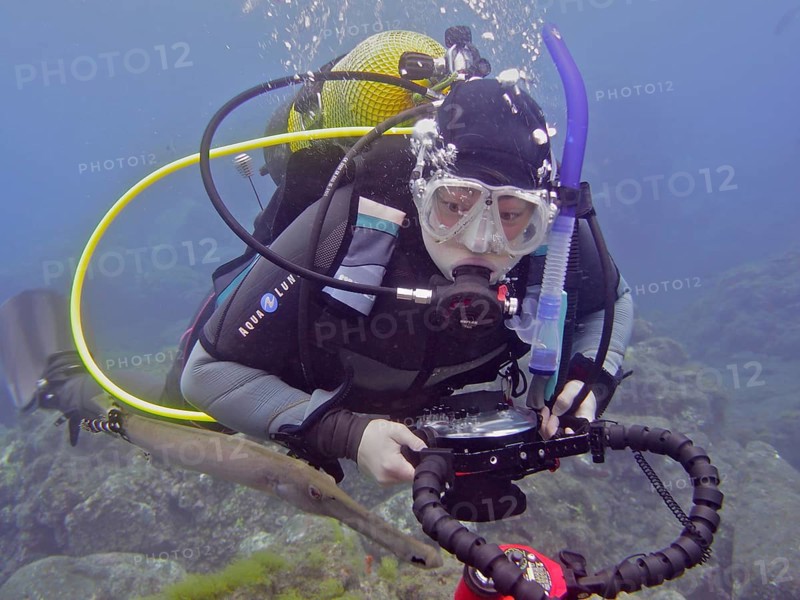 Diver with camera looking at atlantic cornetfish (Aulostomus strigosus), dive site Puerto Naos, La Palma, Canary Islands, Spain, Atlantic Ocean, Europe