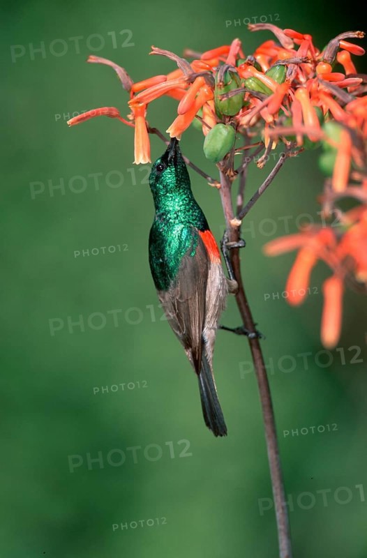 Greater Double-collared Sunbird, male, Addo Elephant national park, South_Africa (Nactarinia afra), Doppelband-Nektarvogel, maennlich, Addo Elephant Nationalpark, Suedafrika, Grosser Halsbandnektarvogel, Northern Double-collared Sunbird, Tiere, animals, Vogel, Voegel, birds, aussen, outdoor, seitlich, side, bunt, multicolored, Hochformat, vertical, adult, klettern, climbing, Ernaehrung, food, feeding, Blumen, flowers