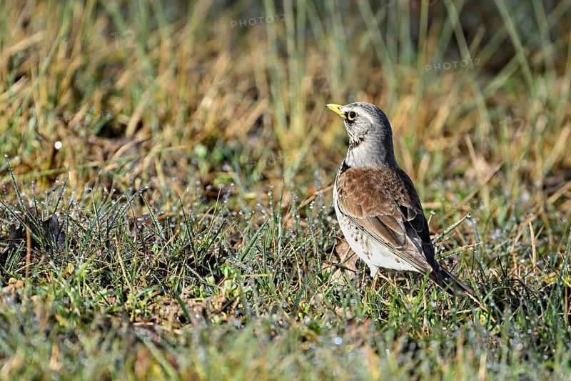 Fieldfare (Turdus pilaris), standing in the grass, Switzerland, Europe