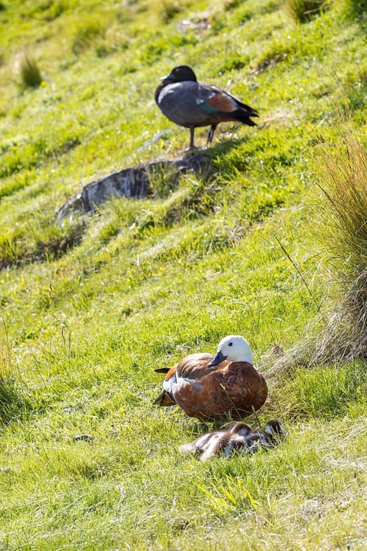 Maori duck (Aythya novaeseelandiae), Ben Lomond mountain, Queenstown, Otago, New Zealand, Oceania