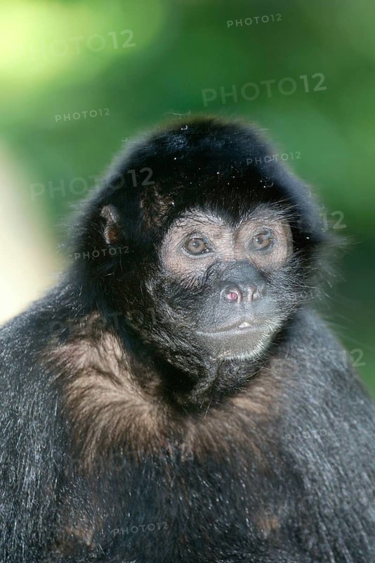 Black Spider Monkey (Ateles paniscus), Black Spider Monkey