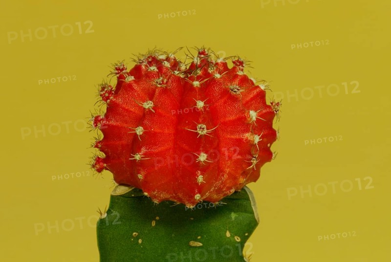 Red Cap (Gymnocalycium optima rubra)