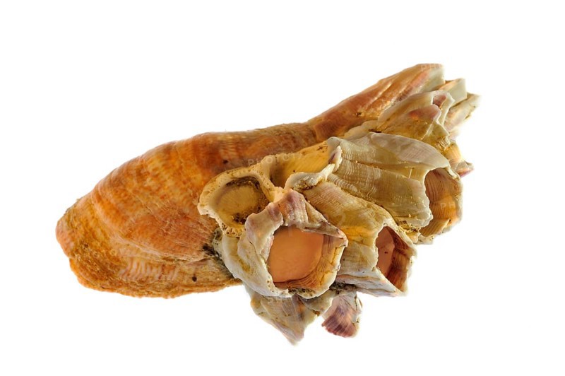 Acorn barnacle (Megabalanus tintinnabulum) growing on American common slipper shell (Crepidula fornicata) on white background