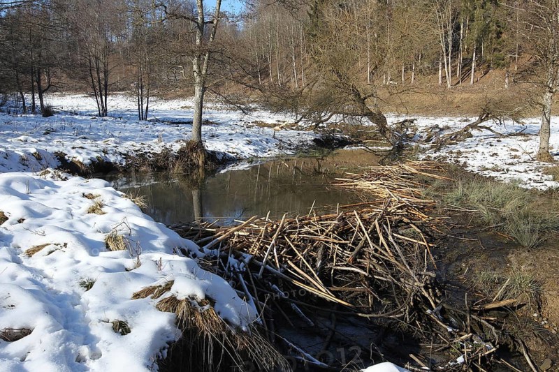 European beaver (Castor fiber) dammed stream in winter, Allgäu, Bavaria, Germany, Europe