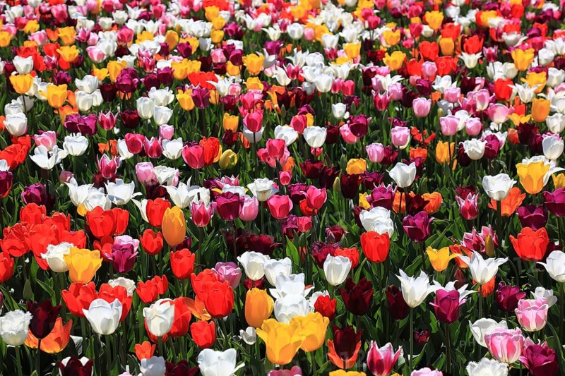 Many colourful tulips in one area