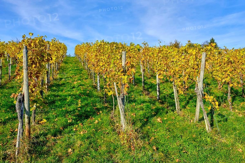 Autumn vineyard landscape on the Swabian Alb in the vineyards of Metzingen, Baden-Württemberg, Germany, Europe