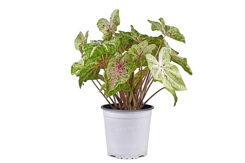 Exotic 'Caladium Miss Muffet' houseplant with pink and green leaves with red dots in pot on white background
