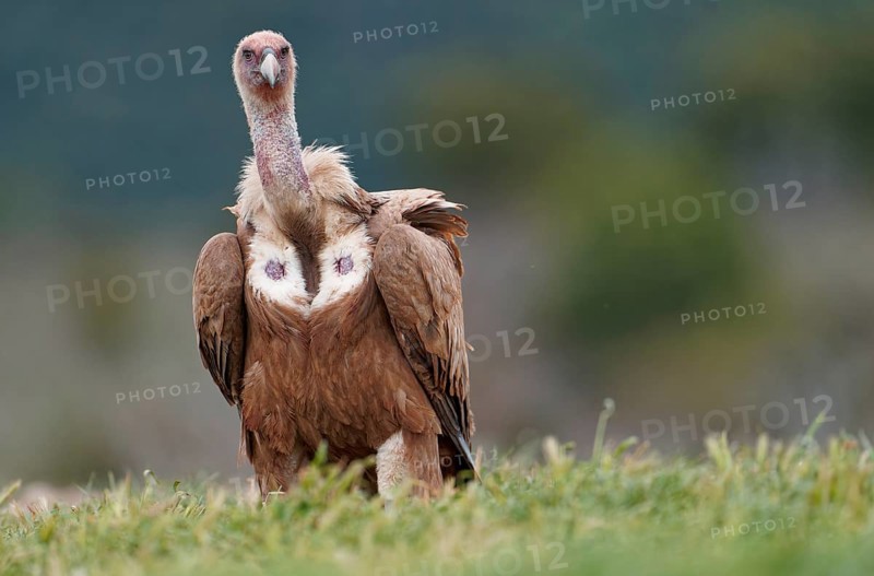 Griffon vulture (Gyps fulvus), portrait, Pyrenees, Catalonia, Spain, Europe