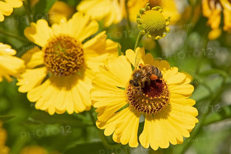 Bee collecting nectar on common sneezeweed (Helenium autumnale) flower, pollen, Lower Saxony, Germany, Europe