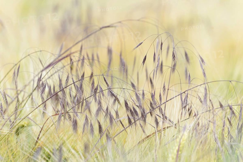 Cereal field, sweetgrass barren brome (Bromus sterilis) growing between barley (Hordeum vulgare), North Rhine-Westphalia, Germany, Europe