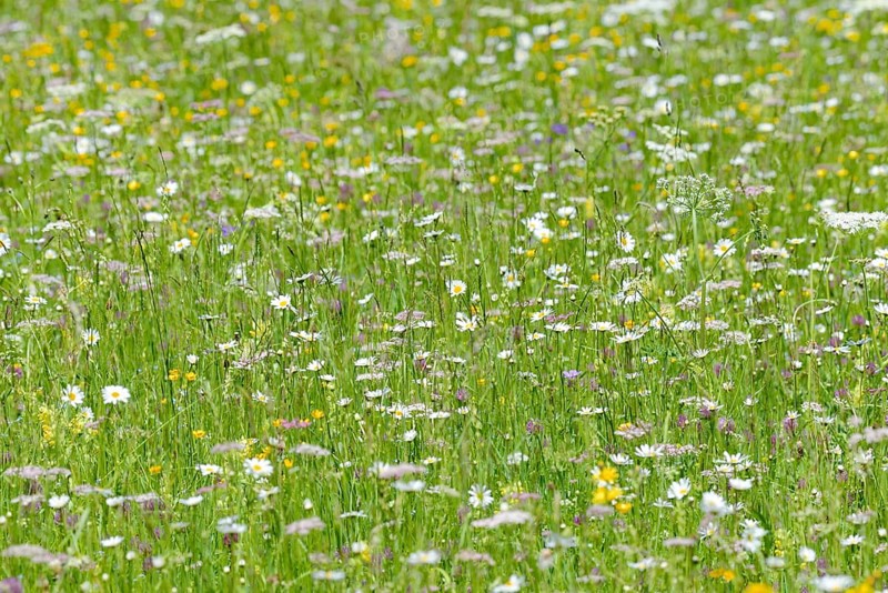 Meadow with marguerites (Leucanthemum), inflorescences, Allgäu Alps, Allgäu, Bavaria, Germany, Europe
