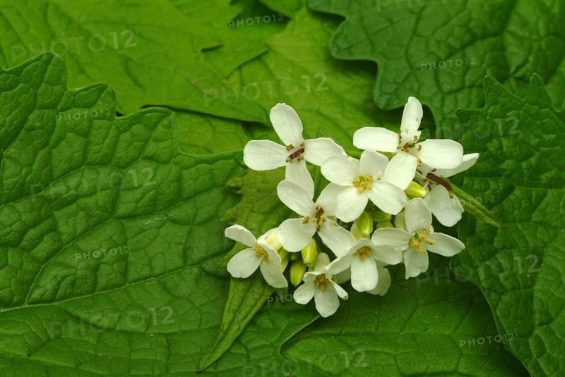 Garlic rue, garlic rue, medicinal plant, seasoning plant, spice, herb, wild plant, medicinal use, Allaria officinalis, Alliaria comune
