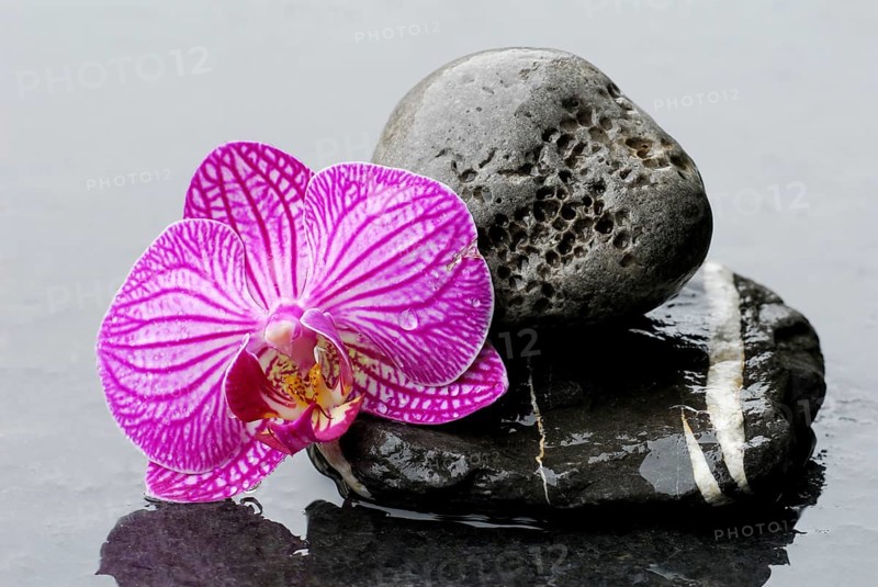 Stone and orchid blossom (Phalaenopsis)