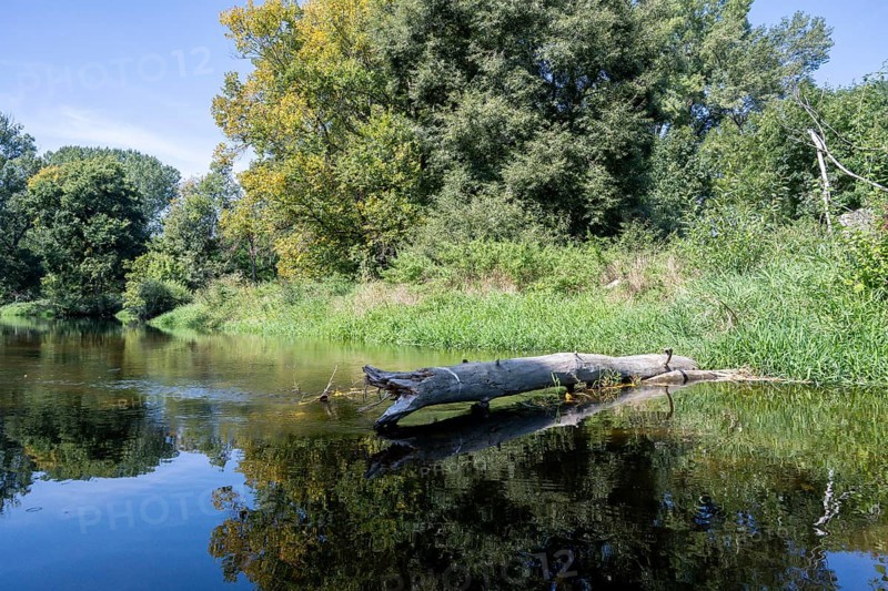 River landscape of the Thaya in late summer, Czech Republic, Europe