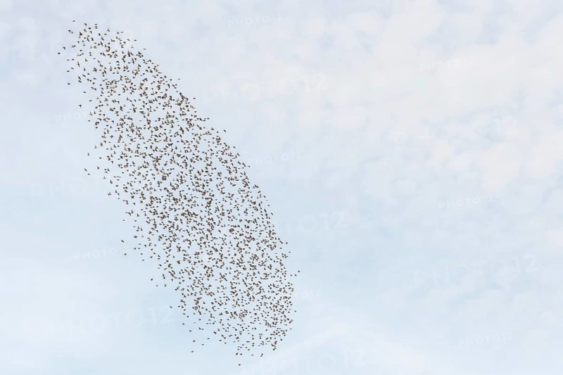 Common (Sturnus vulgaris) starlings fly together, in perfect symbiosis to protect themselves from enemies. Bas-Rhin, Collectivite europeenne d'Alsace, Grand Est, France, Europe