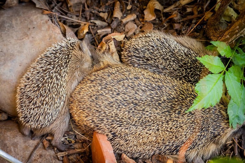 Hedgehog mother with young in the living environment of humans. A near-natural garden is a good habitat for hedgehogs, young hedgehogs can also be fed to give them a better chance of survival for hibernation, Bannewitz, Saxony, Germany, Europe