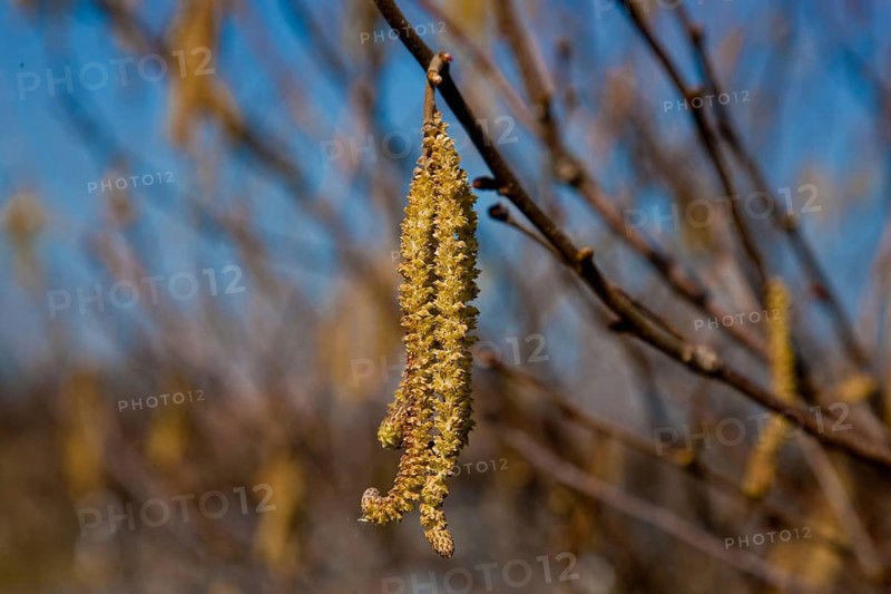 Male catkins of the hazelnut