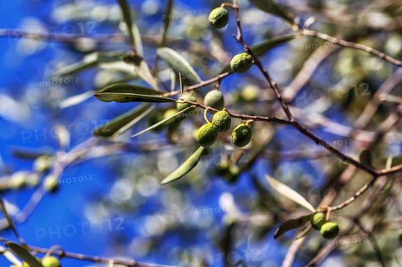 Unripe olives on a branch, olive branch, olive tree (Olea), olive tree, detail, symbolic image plant growth, ripening, autumn sun, Sardinia, Italy, Europe